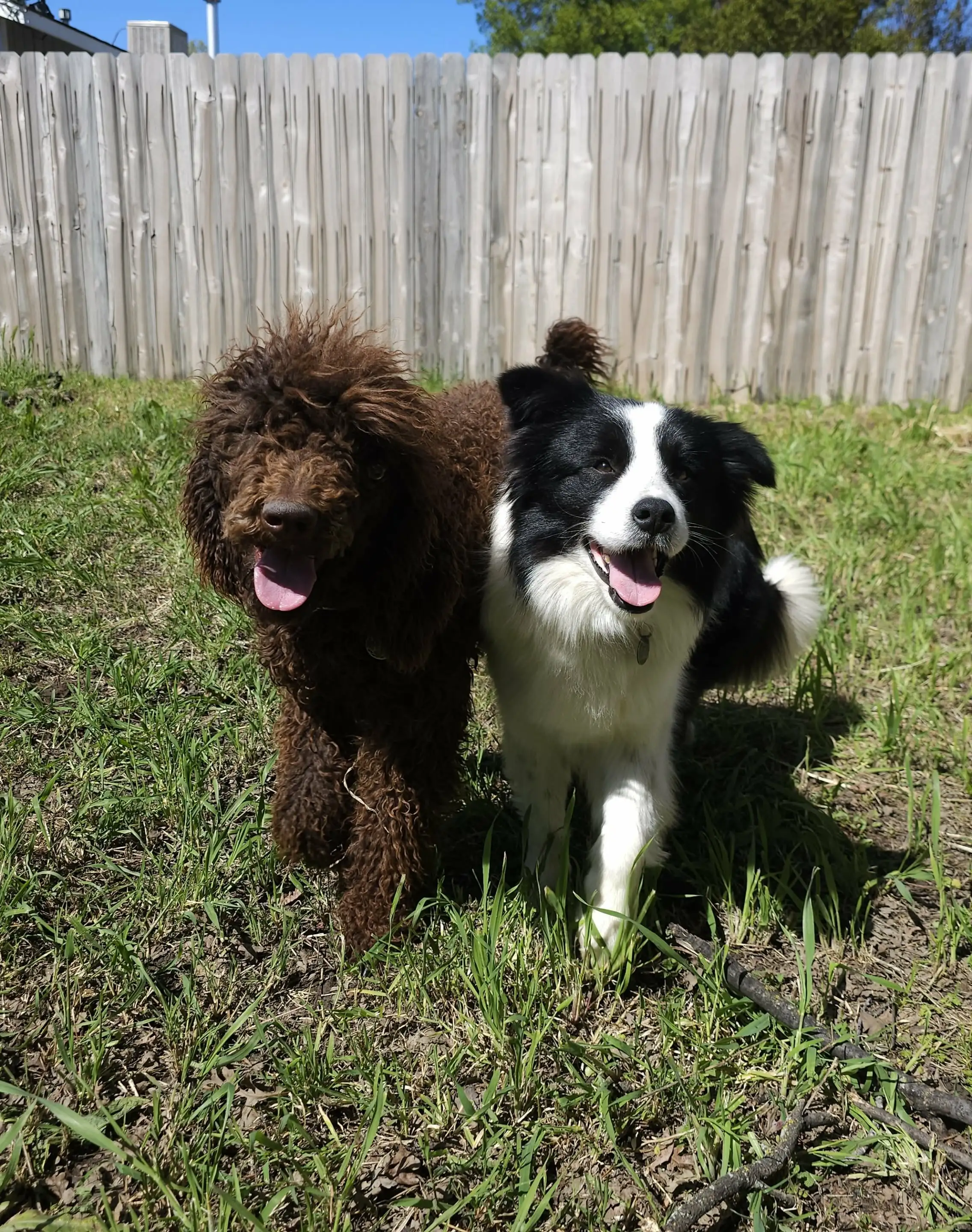 Hallie's dogs, the boys